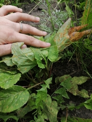 Coleosporium campanulae