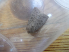 Hoplodrina octogenaria