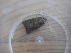 Hoplodrina octogenaria