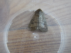 Hoplodrina octogenaria