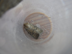 Hoplodrina octogenaria