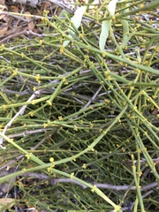 Viscum articulatum