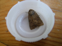 Hoplodrina octogenaria