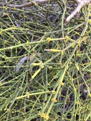 Viscum articulatum