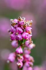 Erica rhopalantha