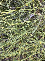 Viscum articulatum