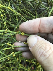 Viscum articulatum