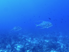 Alectis ciliaris