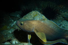 Lotella rhacina