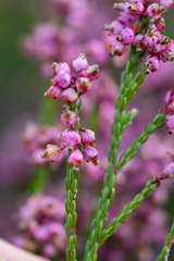 Erica rhopalantha