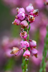 Erica rhopalantha