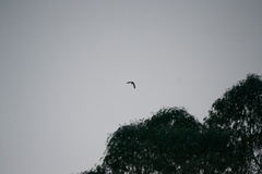 Nycticorax nycticorax