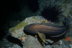 Lotella rhacina