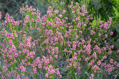 Erica rhopalantha