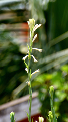 Polianthes tuberosa