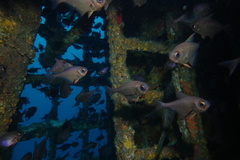 Pempheris adspersa