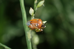 Eysarcoris trimaculatus