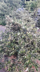 Carissa macrocarpa
