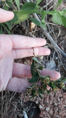 Euphorbia hypericifolia