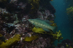 Odax pullus