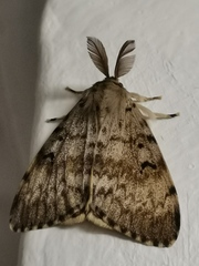 Lymantria dispar