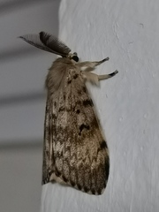 Lymantria dispar