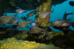 Pempheris adspersa
