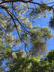 Viscum articulatum