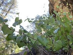 Vitis arizonica