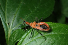 Gminatus wallengreni