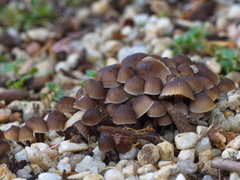 Mycena yuulongicola