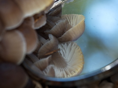Mycena yuulongicola