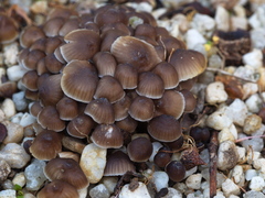 Mycena yuulongicola