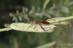 Riptortus abdominalis