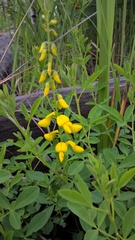 Cytisus nigricans