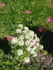 Laserpitium latifolium