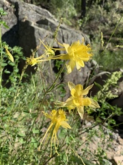 Aquilegia chrysantha