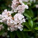 Mountain Laurel - Photo (c) Malcolm Manners, some rights reserved (CC BY)