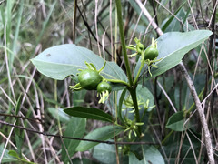 Vangueria venosa