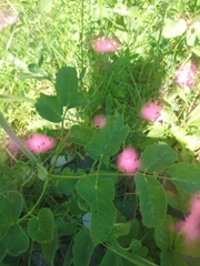 Laserpitium latifolium