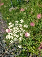 Laserpitium latifolium