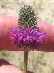 Dalea compacta pubescens