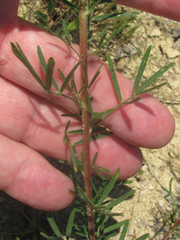 Dalea compacta pubescens