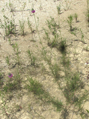Dalea compacta pubescens