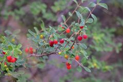 Lonicera microphylla