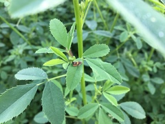 Dichrorampha alpinana