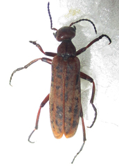 Australytta spilotella