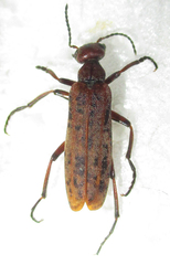 Australytta spilotella