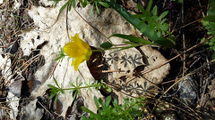 Calochortus monophyllus