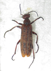 Australytta spilotella